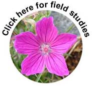 click-fields-small